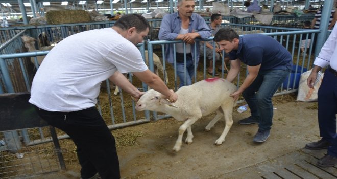Kurbanlık Almak İçin Bayram Günün Beklediler