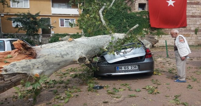 (Özel Haber) Devrilen 190 Yaşındaki Çınar Lüks Otomobili Hurdaya Çevirdi