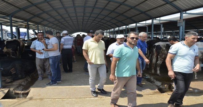 Denizlide Kurbanlık Hayvan Alışverişleri Hızlandı