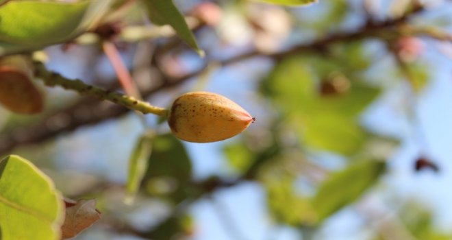 Cevizin Harman Olduğu Yerde Antep Fıstığı Yetiştirdi