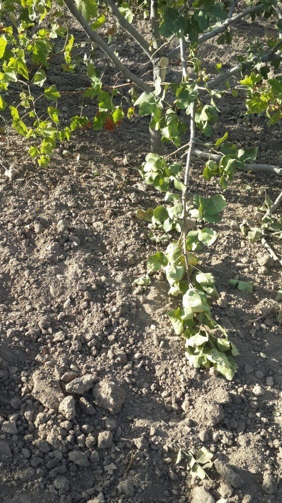 Siirtte Yaban Domuzları Çiftçileri Mağdur Etti