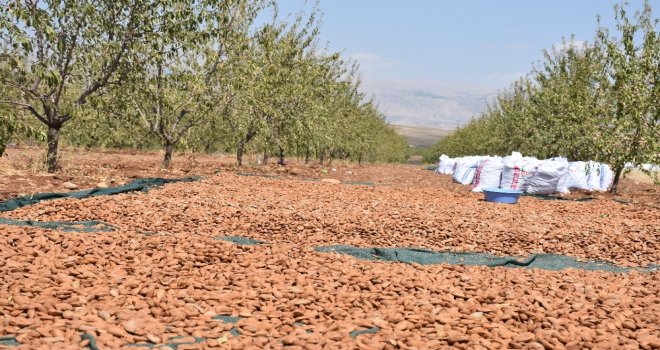 Adıyamanda Badem Üreticileri Hasattan Memnun