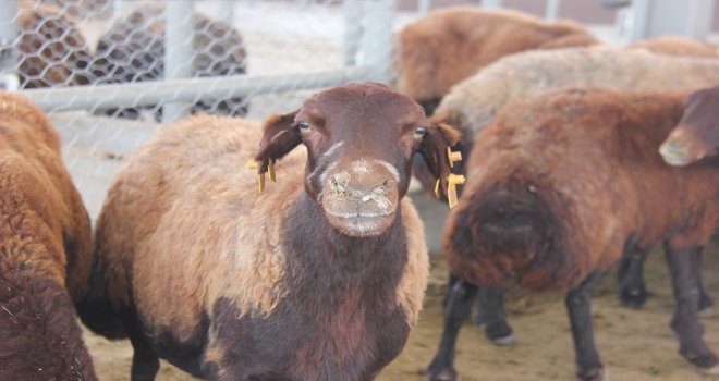 Bingölde Kurbanlık Satışları Başladı