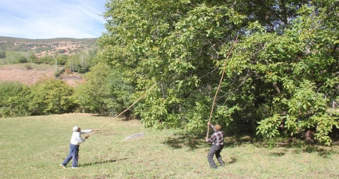 Bingölde Ceviz Hasadı Başladı