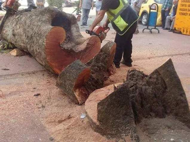 Rize Belediyesinden Kesilen Çınar Ağacı İle İlgili Açıklama Yapıldı