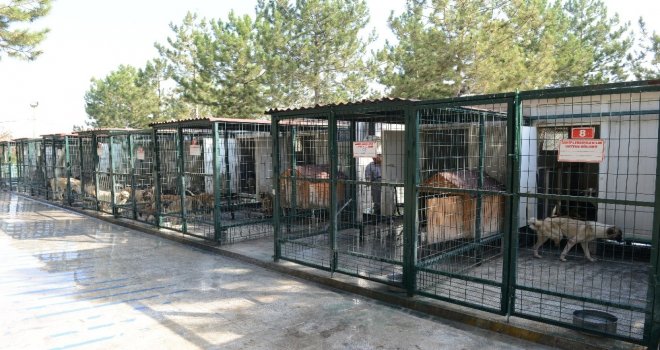 Çorumda Sokak Hayvanları Klima İle Serinliyor