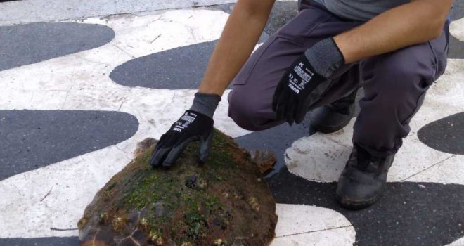 İzmir Körfezi’nde kıyıya vuran caretta caretta kurtarıldı