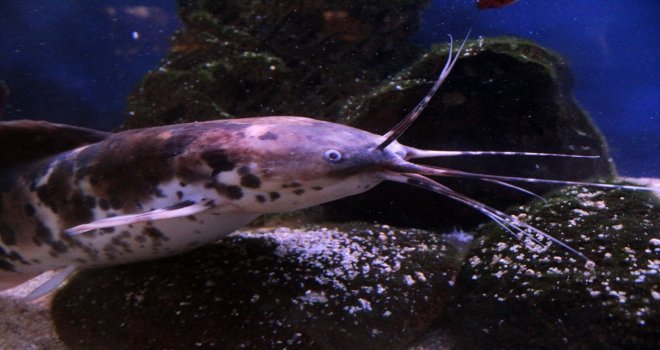 (Özel) Vanda ‘Akvaryum Müzesi Kuruldu