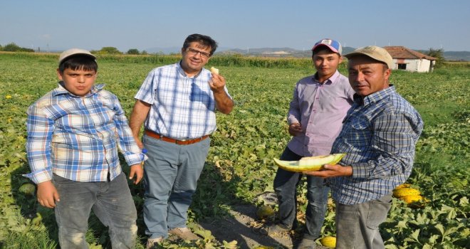 (Özel Haber) Kırkağaçta Kavun Hasadı Başladı