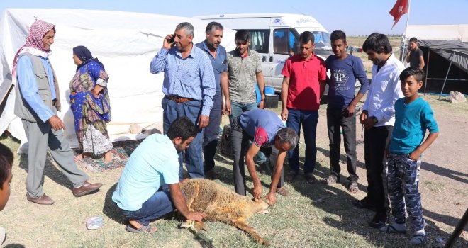 (Özel Haber) Urfalı Tarım İşçilerinin Çadırda Kurban Kesimi