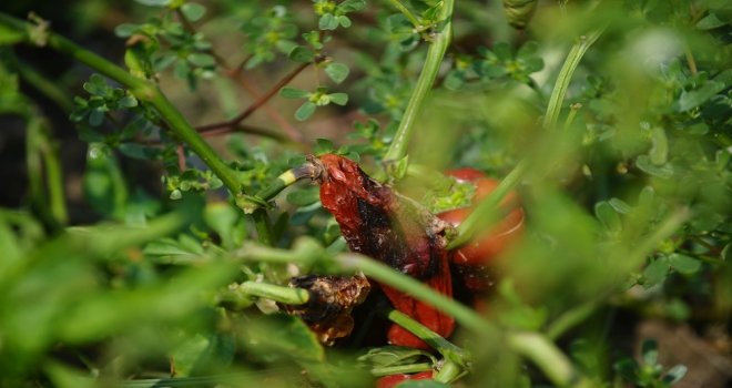 Borlu Su Sebzeleri Kuruttu