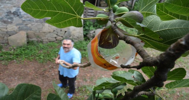 İncir Toplamada Karadeniz Zekası Konuştu