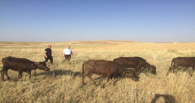 Genç Çiftçilere Manda Dağıtımı