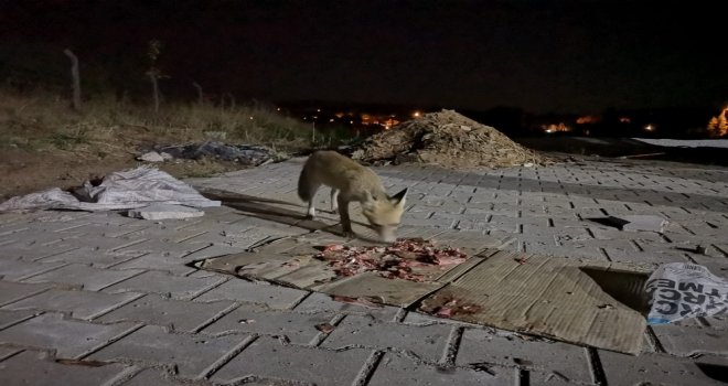 Etin Kokusunu Alan Tilki Köye İndi