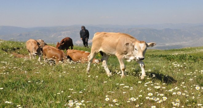 Gümüşhanede Büyükbaş Hayvan Sayısı Son 20 Yılın Zirvesinde