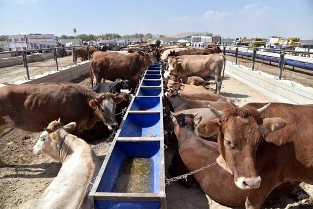 Selçukluda Kurban Satış Yeri Ve Kesim Yerleri Hazır