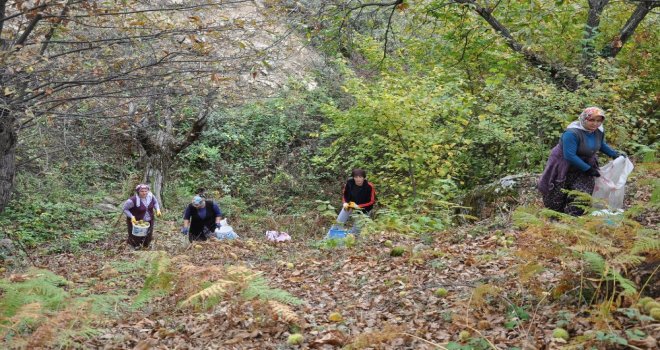 Kestane Üreticilerinin Endişeli Bekleyişi