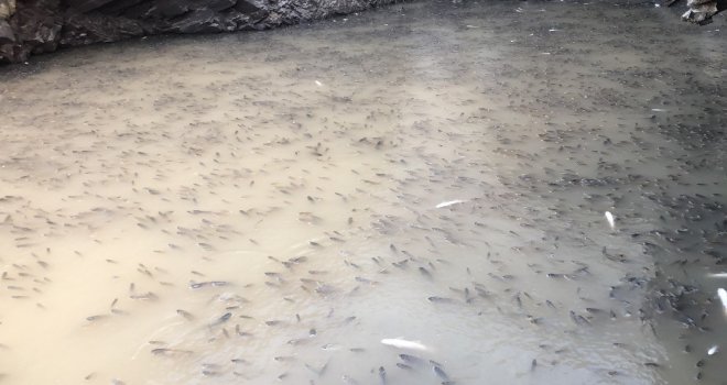 Baraj Önünde Sıkışan Balıklar Havasızlıktan Telef Oluyor