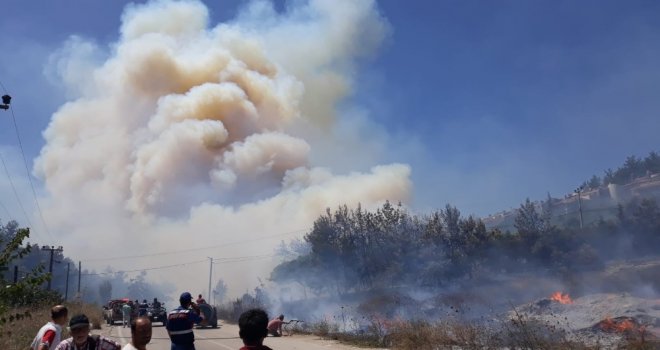 Bursada Orman Yangını