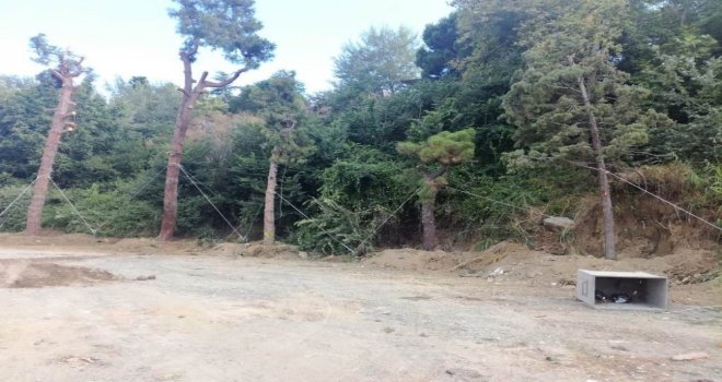 Otopark İnşaatı İçin Sökülen 40 Ağaç Nakledildi