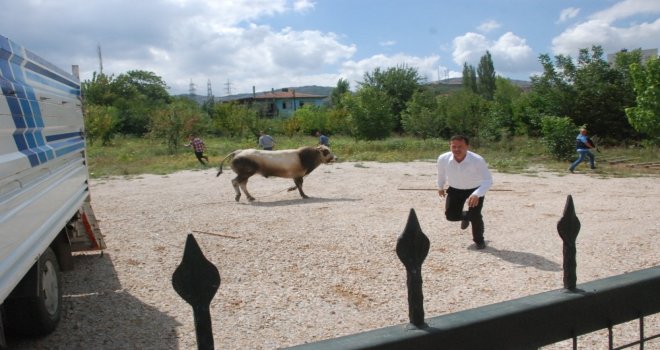 Uygulama Noktasında Durdurulan Kamyonetteki Boğa Kaçtı