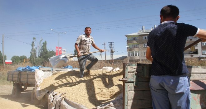 Malazgirtte Buğday Satışları Başladı