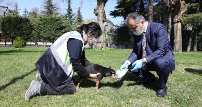 Büyükşehir'den can dostlarına modern yuva