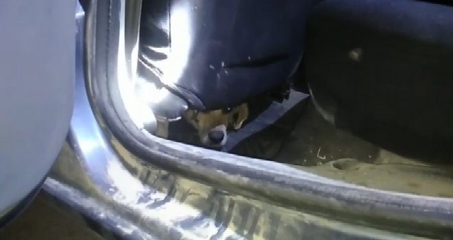 Otomobilin İçinde Sıkışan Köpek Kurtarıldı