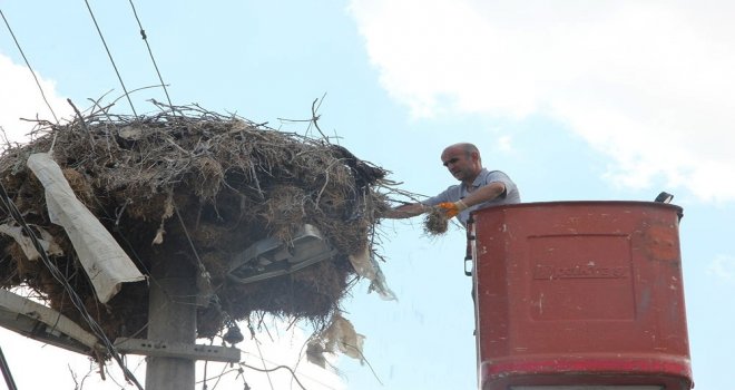 Ispartada Leylekler İçin Özel Yuva