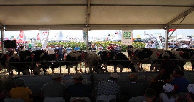 Tekirdağda İnek Güzellik Yarışması