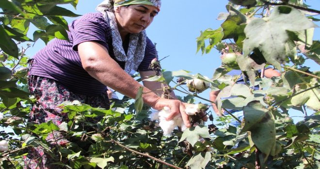 Antalyada Sezonun İlk Pamuğu Kilogramı 50 Liradan Satıldı