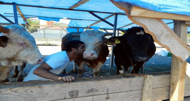 Sattığı Kurbanlıkları Öperek Yolcu Ediyor