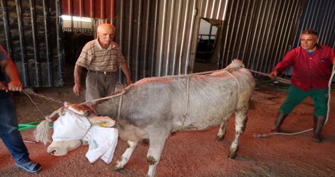 Yozgatlı Kasaptan Kurban Yatırma Tekniği