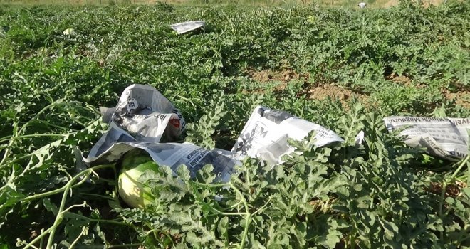 (Özel) Karpuzu Böyle Koruyorlar