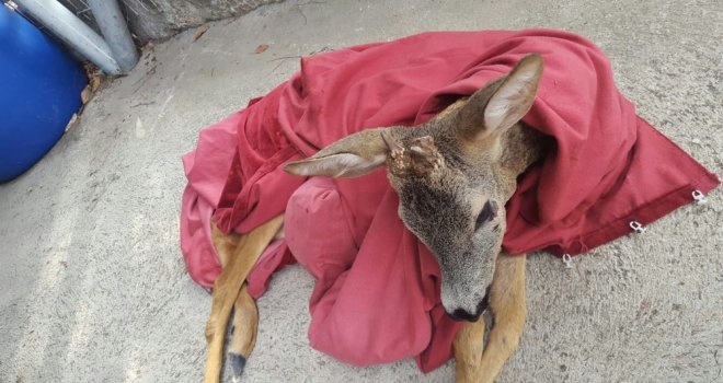 Yaralı Karacaya Jandarmadan Şefkat Eli