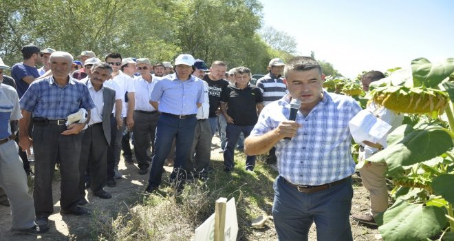 Eskişehire Uygun Yağlık Ayçiçeği Çeşitleri Tanıtıldı