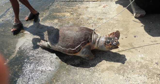 Kaşta Ölü Halde Caretta Caretta Bulundu