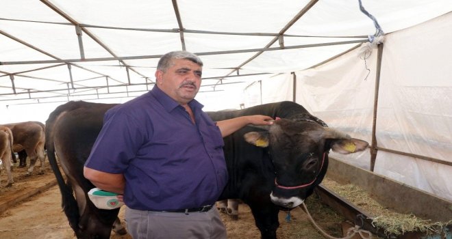 Yem Fiyatlarının Artması Üreticiyi De Tüketiciyi De Etkiledi