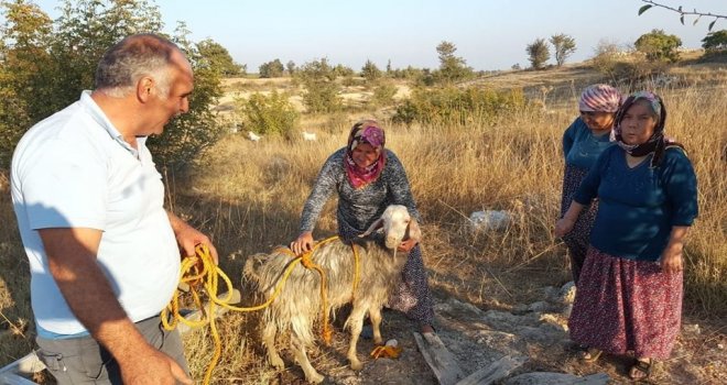 Kuyuya Düşen Keçiyi İtfaiye Kurtardı