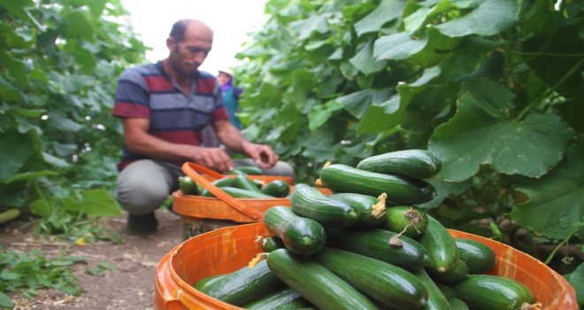 Yılda 1 Milyon 750 Bin Ton Salatalık Üretiyor, Doğunun İhtiyacının Karşılıyor