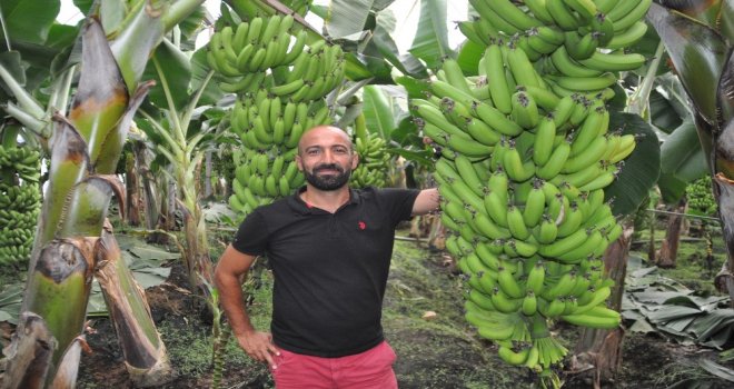 İthal Muza Getirilen Ek Vergi Yerli Üreticinin Yüzünü Güldürdü