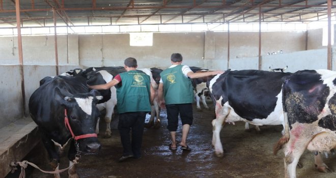 Suriyeli Ailelere İnek Ve Koyun Desteği