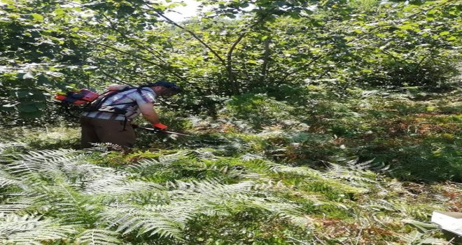 Üreticilerin, Fındık Hasadı Öncesi Yabani Ot Ve Dip Temizliği