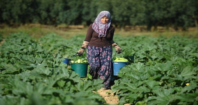 (Özel Haber) İznikin Kabakları Almanyaya İhraç Ediliyor