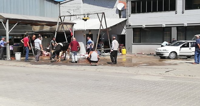 Kurbanlık Tosunun İnadı, Kasabı Çileden Çıkarttı