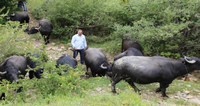 Bartında Manda Yetiştiriciliğine İlgi Arttı