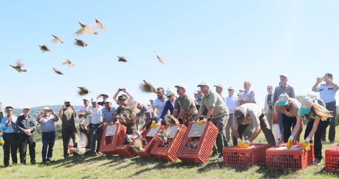 Kırklarelinde 2 Bin Adet Keklik Doğaya Bırakıldı