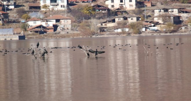 Enerji Üretimi İçin Kurulan Baraj Türkiyenin Yeni Kuş Cenneti Oldu