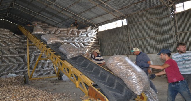 Şuhutta Haşhaş Kapsülü Hasadı