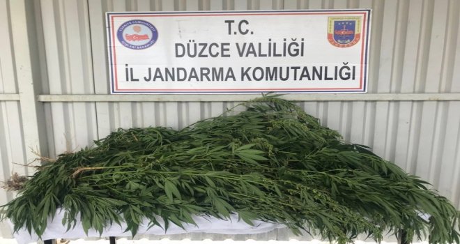 Jandarmadan Kenevir Operasyonu